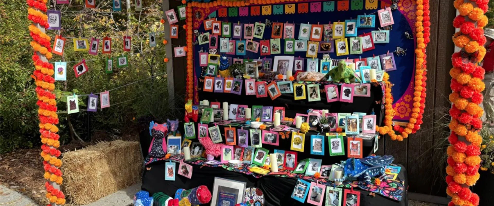 Pet Ofrenda with colorful flowers and several photos of pets