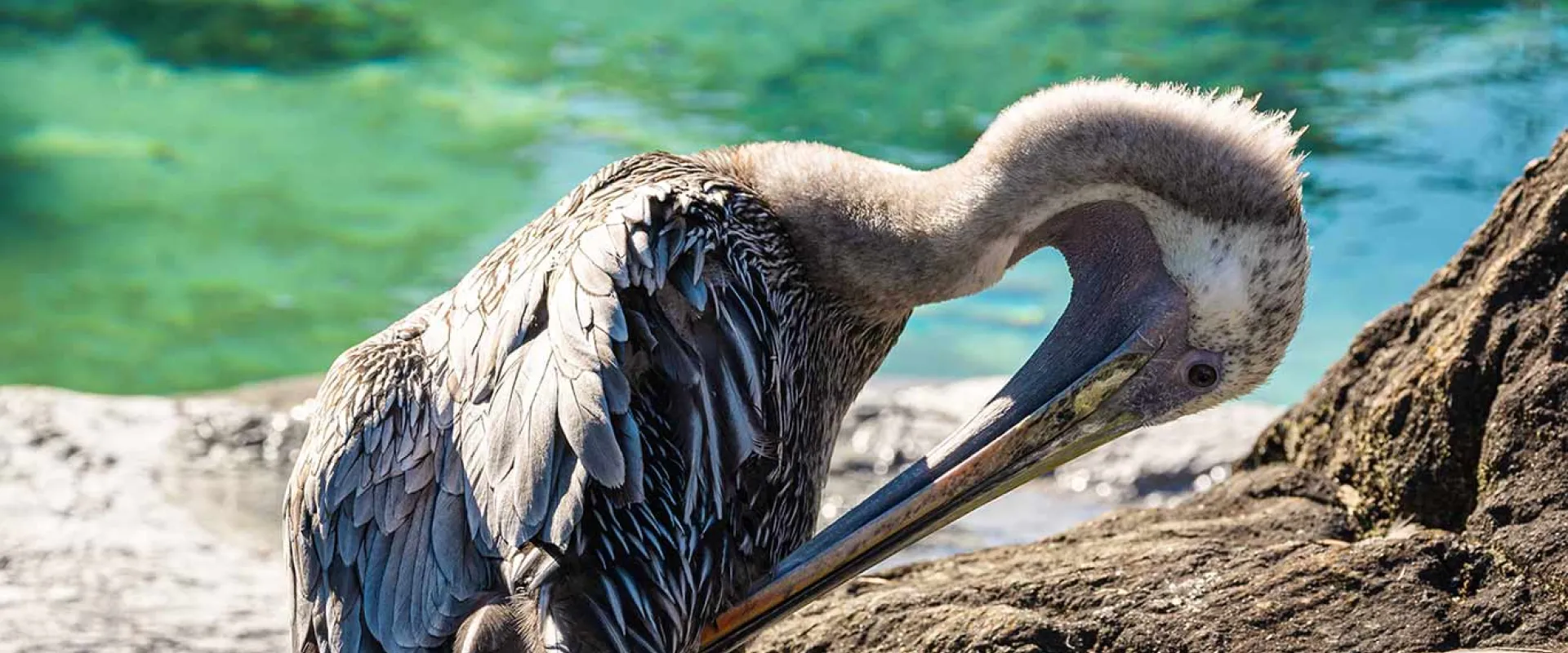Brown Pelican standing on a rock beside water and bending its neck 