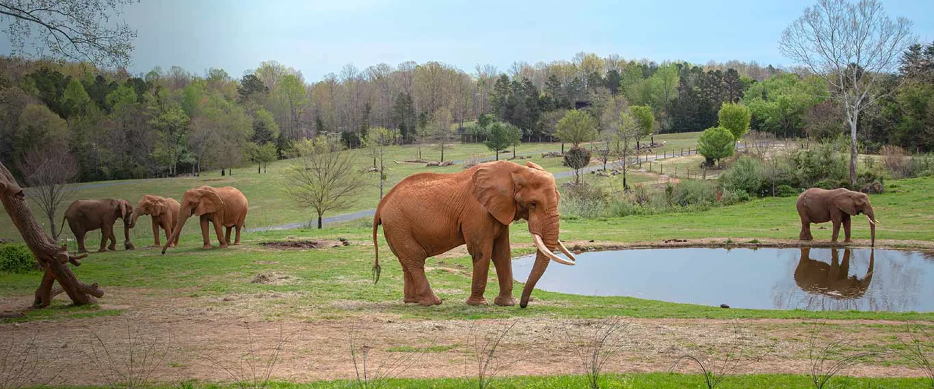 Elephant Csar standing in front of a pod with a large beautiful green field with trees .  Three female elephants gathered behind him and one near the water behind the pond