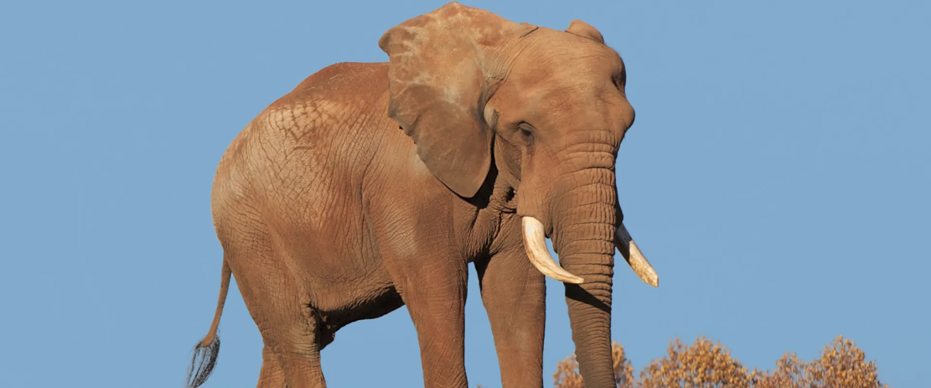 C'sar elephant walking through lush green grass against a cloudless blue sky.