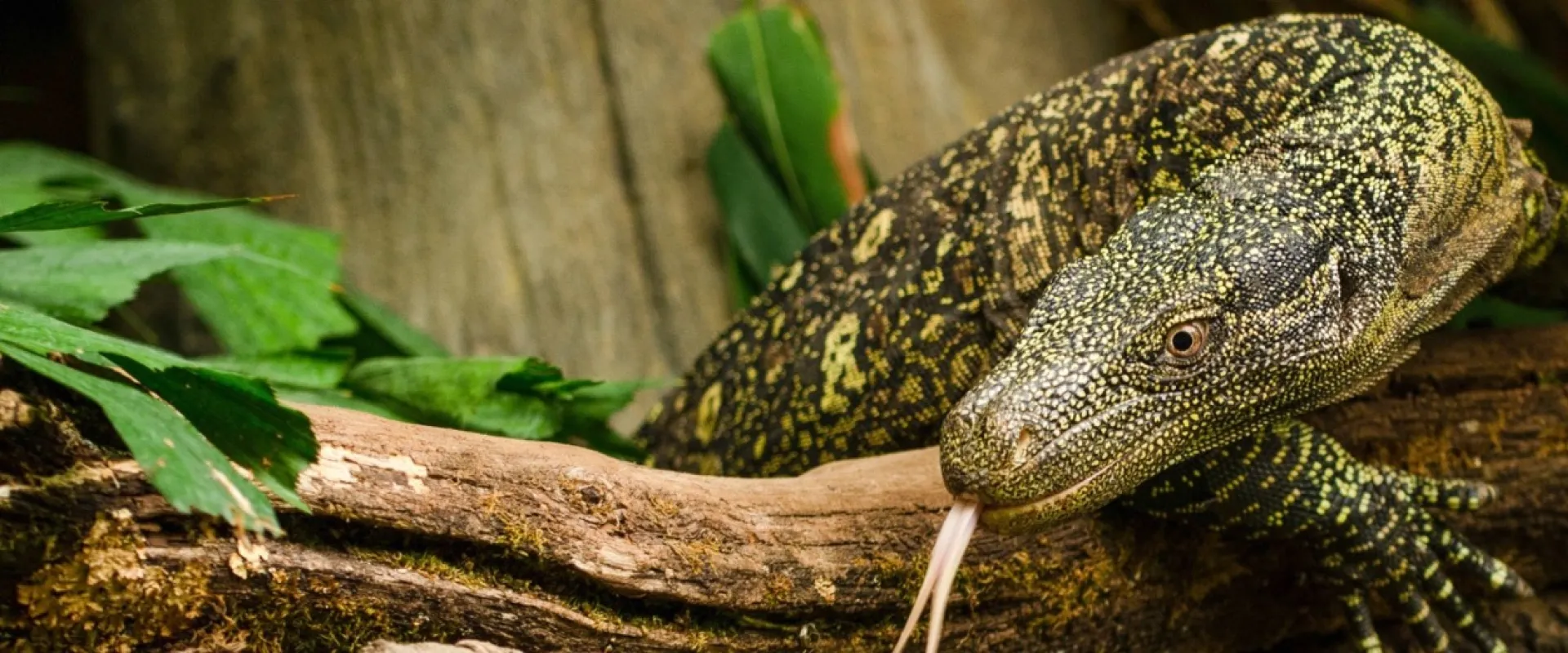 A vibrant green and black Crocodile Monitor steps over a branch. It's bright pink tongue flicks the air. Wood and foliage in the background give the image a natural setting. .