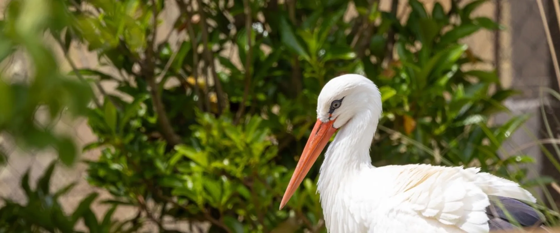 Tall white bird with long orange beak and dark eye, looking at the ground with beak pointed downwards on a backdrop of green trees.