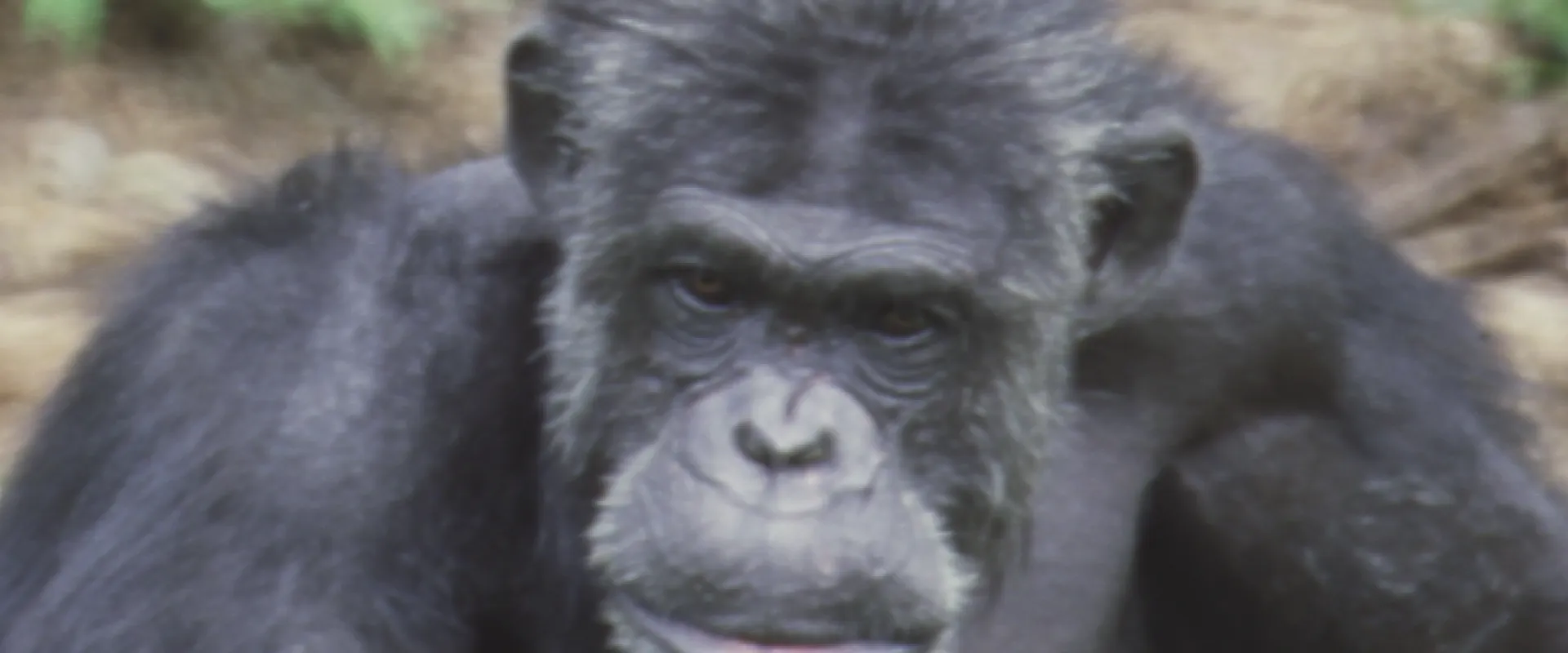 Adult Ham the Astrochimp gazing into the distance from his habitat at the North Carolina Zoo