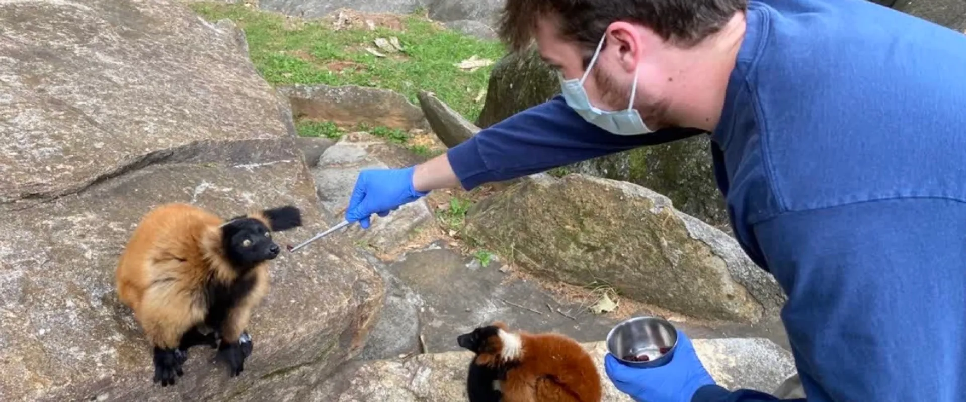 An intern feeds a red ruffed lemur on habitat with tongs. The intern wears appropriate PPE including gloves and a mask.