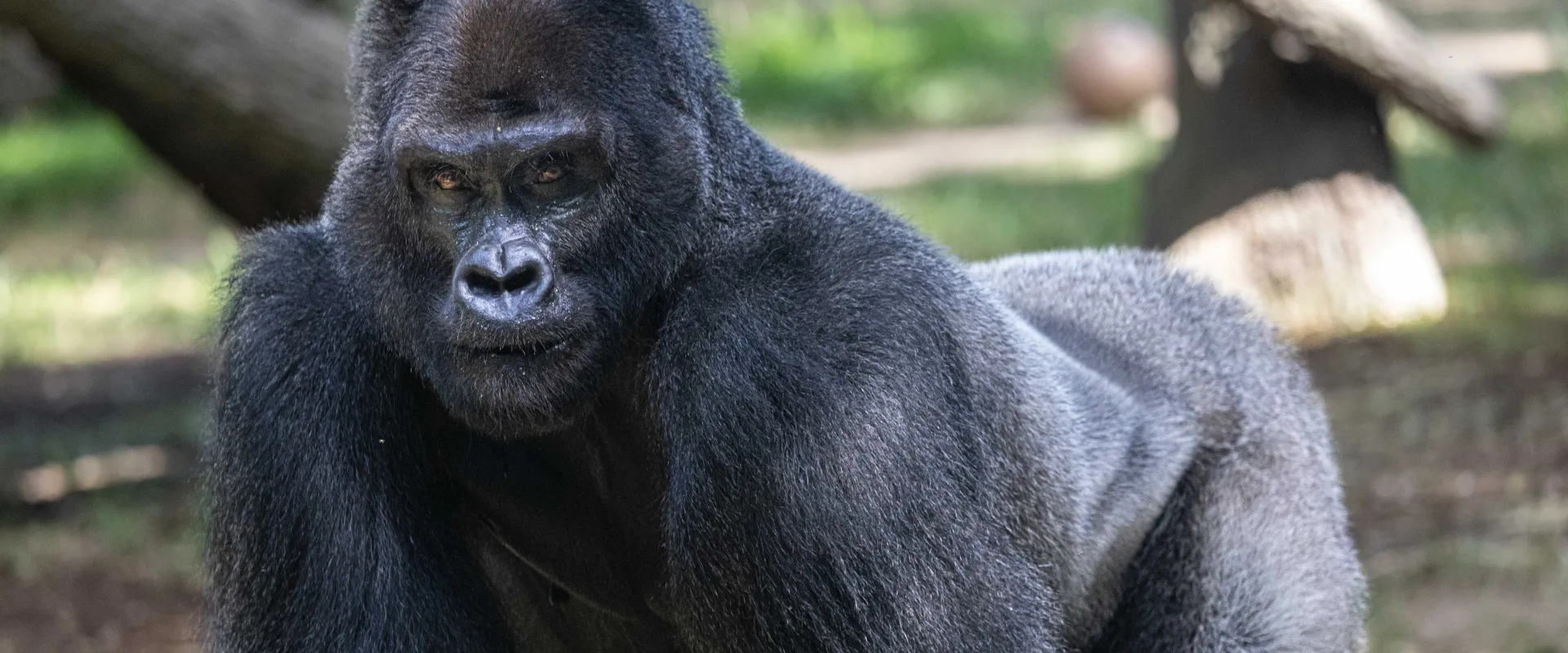 Mosuba gorilla walks on all fours across habitat with climbing enrichment visible in the background.
