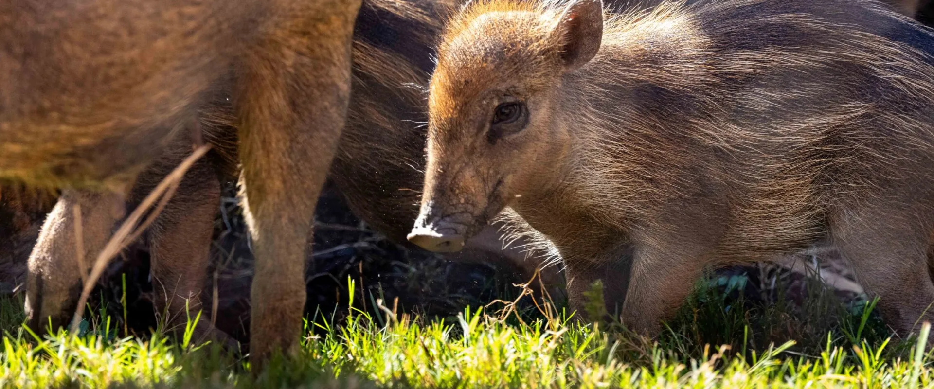 Small brown warty piglet with dark brown stripes down its back follows behind its mother across a grassy meadow inside its garden habitat.