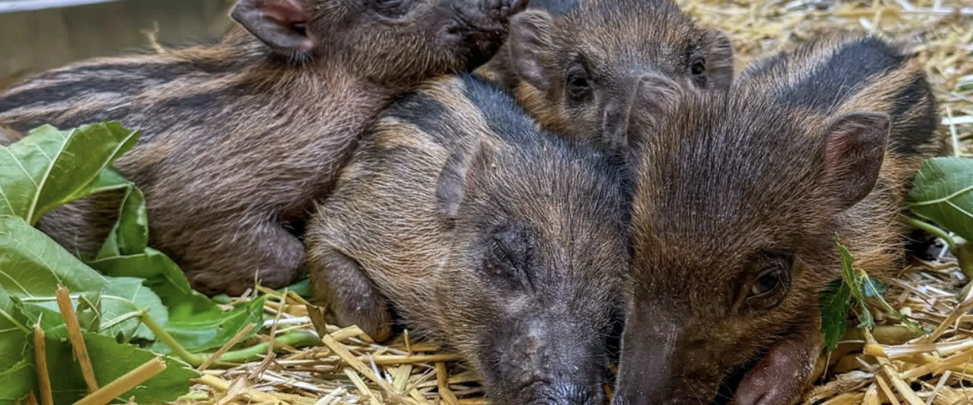 Four small, sleepy warty piglets snuggle in a pile as they rest in a bed of hay near their watchful mother. The babies have a mixture of light brown fur, dark brown stripes along their backs, and deep brown eyes and snouts.