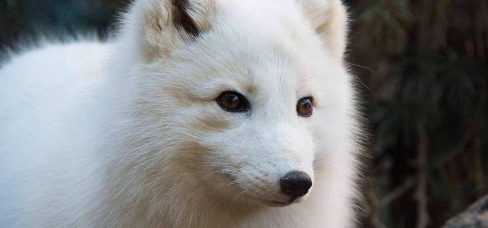 Arctic fox face