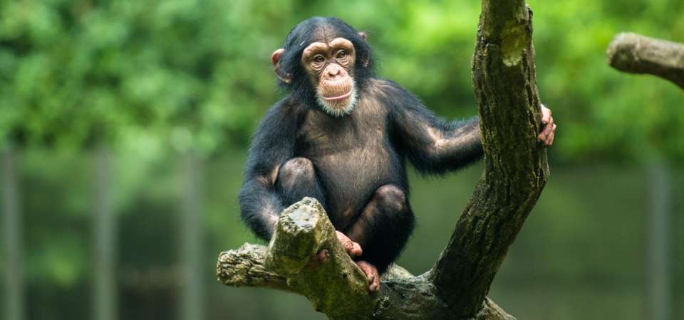 Young chimpanzee in tree