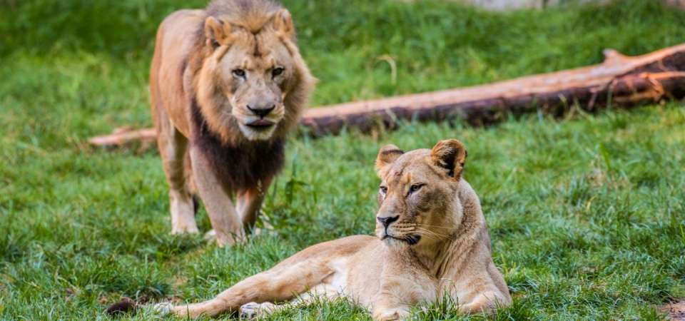 Male and female lions