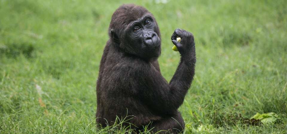 Young gorilla eating apple