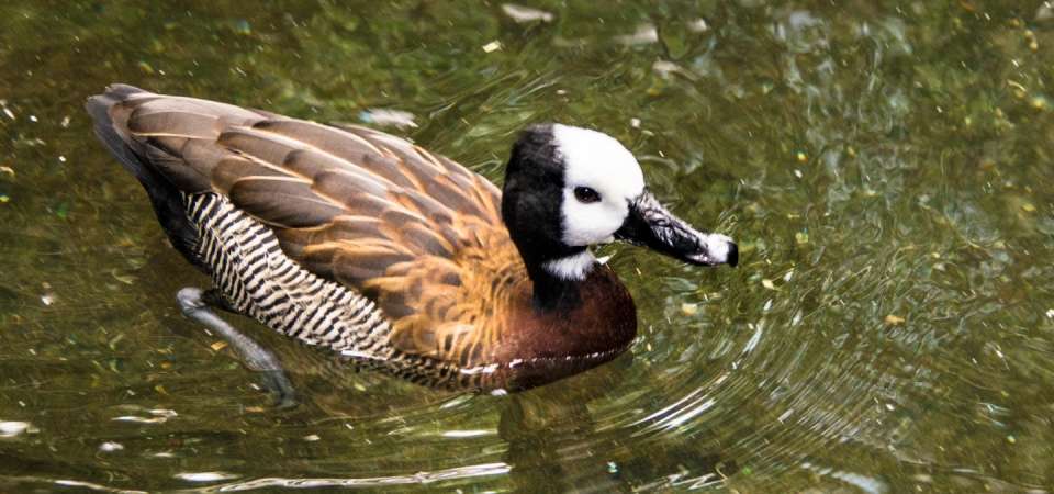 White-faced whistling-duck