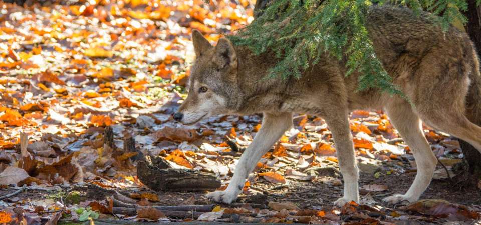Red Wolf in the Fall