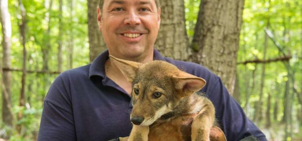 Red wolf conservation