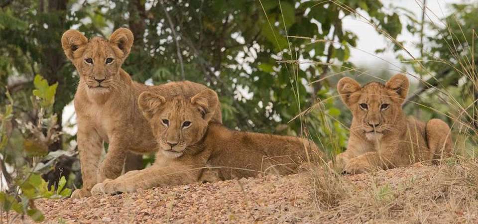 Kafue lion cubs