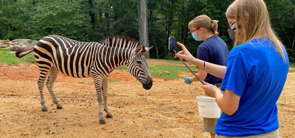 Virtual Camp zebra visitation