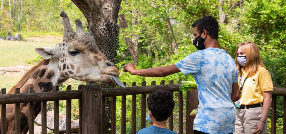 Guests weraing face masks feeding a giraffe at the giraffe deck attraction