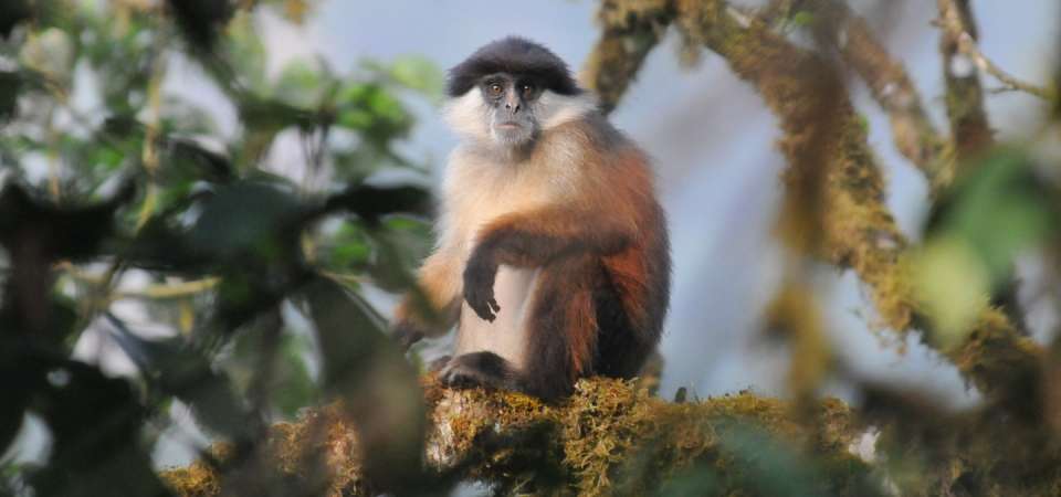 Erobrer prøve Remission Red Colobus: Conserving Africa's Most Threatened Monkeys | North Carolina  Zoo
