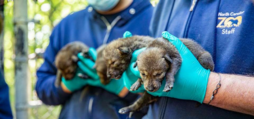 2021 red wolf puppies being held by animal staff