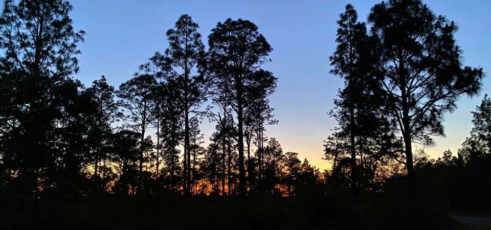 sunset in the pine forest