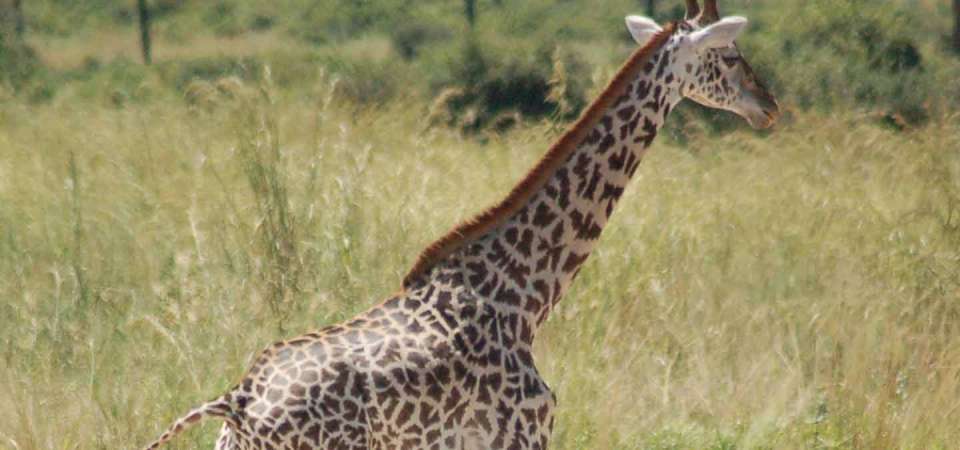 Giraffe Conservation