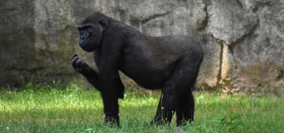 gorilla walking on all fours, one arm raised towards face