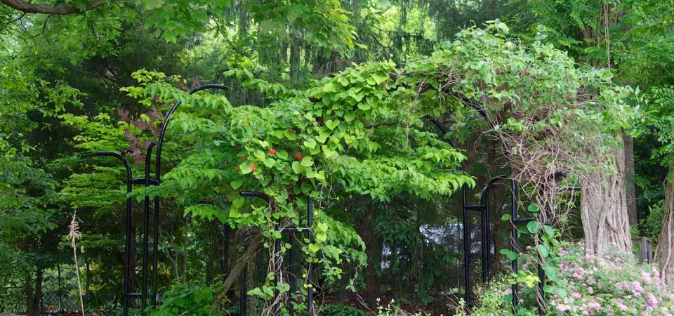 Painted steel arches, stand covered in vines in the middle of a dense, forested area, surrounded by trees and brush.