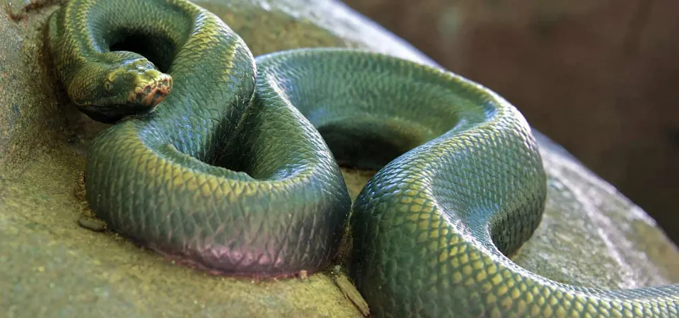 A life-like bronze statue of a Ball Python laying coiled on a large rock.