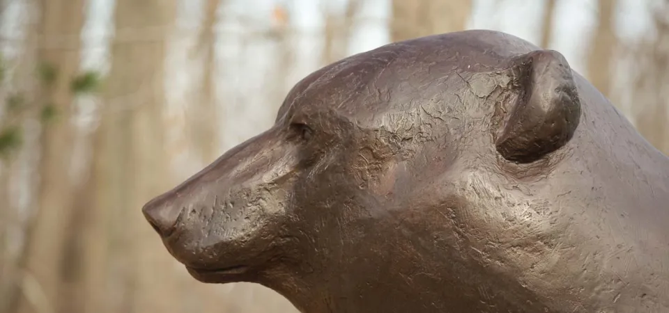 An up close view of the face of a bronze bear statue.