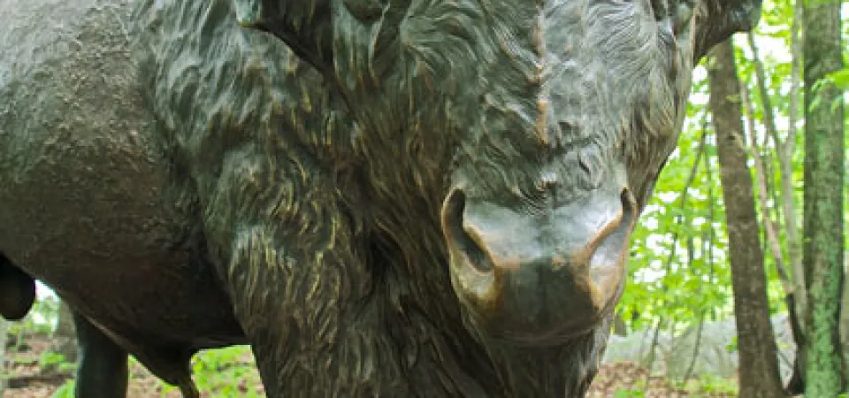 A life-sized bronze statue of a Bison that showcases its shaggy, furry body and its short, upturned horns as it stands in a mulched area surrounded by trees.