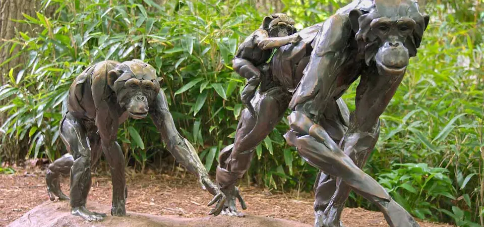 A Chimpanzee troupe consisting of thee bronze statues- one is a larger male Chimpanzee with a small baby hanging onto its back and the other is a smaller female Chimpanzee that is following behind them. They are posed to look as if they are walking through a forest, as they are surrounded by trees and shrubs.