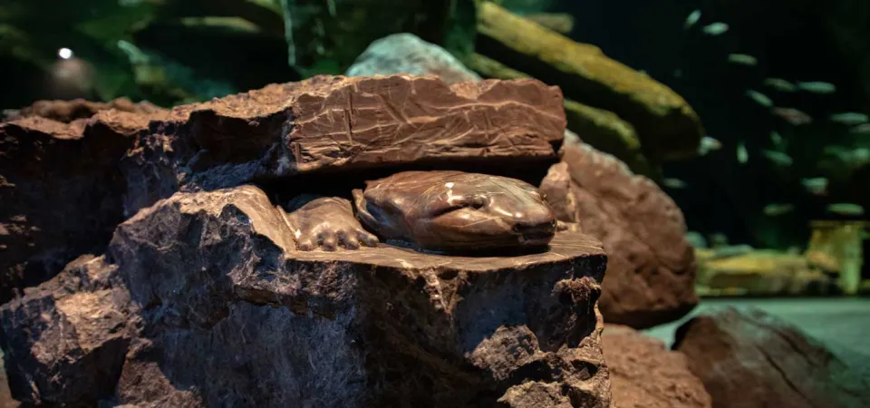 A statue of a Hellbender carved into a large piece of rock. It is made to appear that the creature with its long lizard-like body and wrinkly skin is peeking out from under a rock.