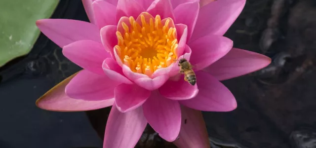 A black and yellow Honey bee flying next to the petals of a large pink flower with bright yellow center.