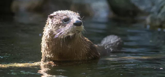 A scruffy, brown North American River Otter poking its brown, rodent looking head and shoulders out of water.