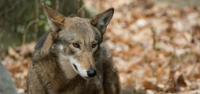 The face of a red wolf with one ear facing front and one ear facing to the right side.