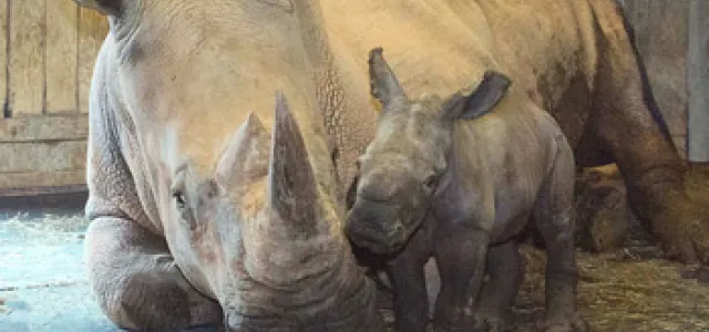 Rhino mother reclines in a barn while baby rhino nestles close to her face.