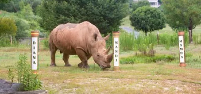 A rhino in a lush green Watani habitat stands among three naming pillars, approaching the pillar with the name "Nandi" written in large black letters on a white background.