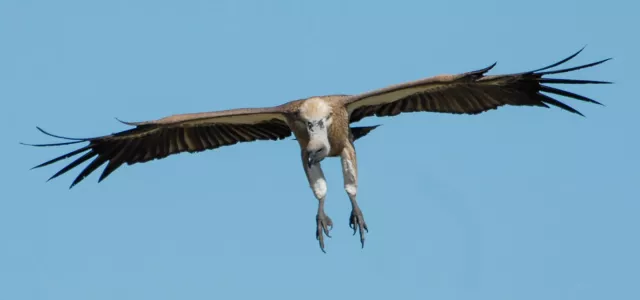 Whitebacked vulture in flight with its wings widespread and legs hanging down as it swoops toward the camera.