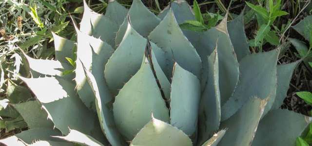 Agave parryi - Mescal Agave