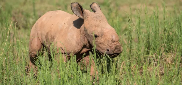Baby rhino Bonnie on habitat.