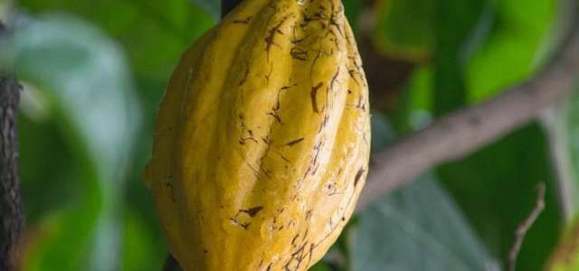 Theobroma cacao - Chocolate Tree