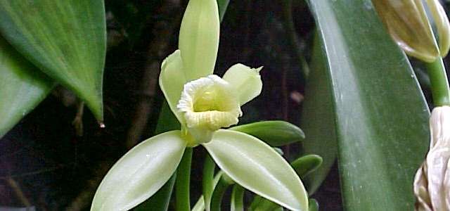 Vanilla planifolia flower - Vanilla Orchid