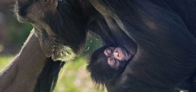 A close up profile view of Chimpanzee mother Gerre carrying newborn baby at North Carolina Zoo.