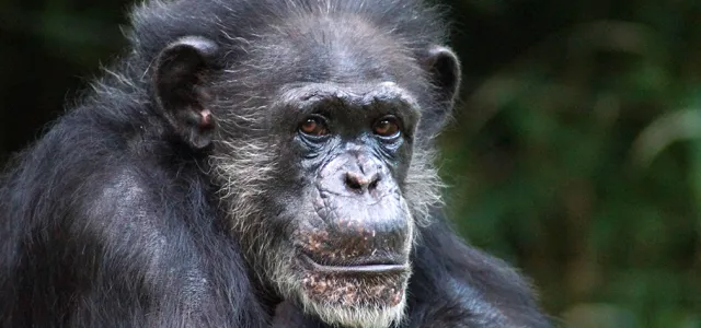 A close view of a small Chimpanzee with black fur and white tufts of fur on her cheeks and chin named Maggie. There are blurry, dark green leaves in the background.