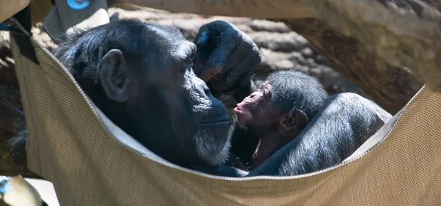 Gerre, a medium- sized Chimpanzee and her baby boy Chimp lounge together, sitting face to face in a tan cloth hammock. The hammock is hanging from a couple of thick tree branches.