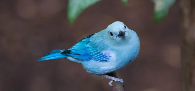 A small, captivating blue-gray tanager perches on a slender twig, its powder-blue plumage accented by slightly darker blue wings and tail, all set against a blurred brown background with hints of green foliage.