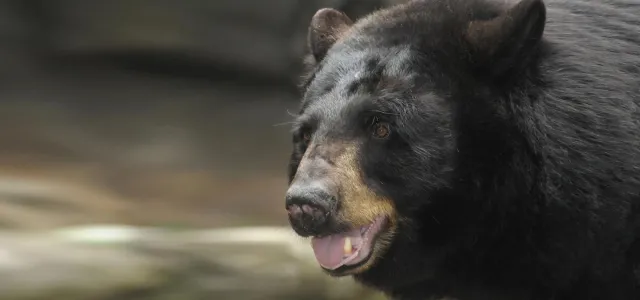 Black Bear Holly