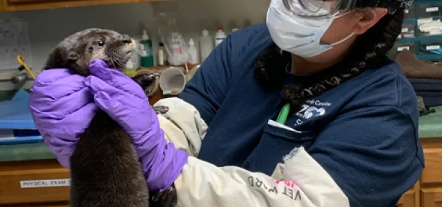 A female veterinarian wearing a purple bandana with her hair braided, goggles over glasses, and purple latex gloves over plastic arm protection holds a small fuzzy otter pup in her hands as she examines it. They are standing next to an exam table with a towel on it in a medical environment. 