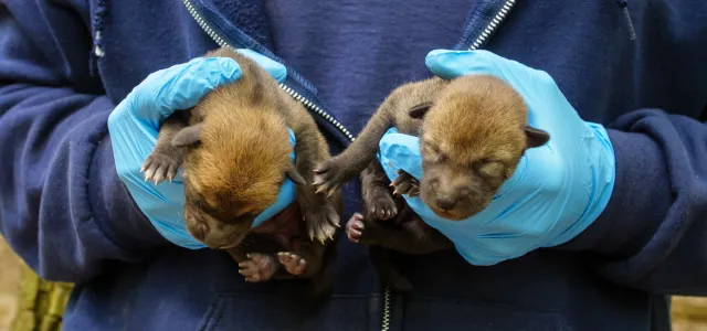 Red wolf puppies