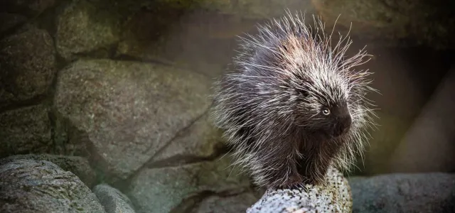 American Porcupine Rime, walks across a log with rocks stacked in the background. It has a black face and long grey and white quills all over its body.